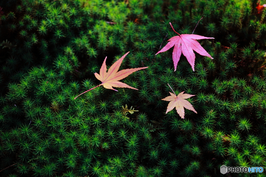 Fall