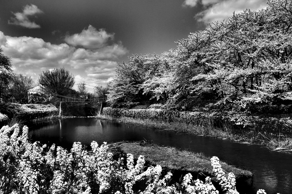 青空と白雲と桜　モノクロVer.