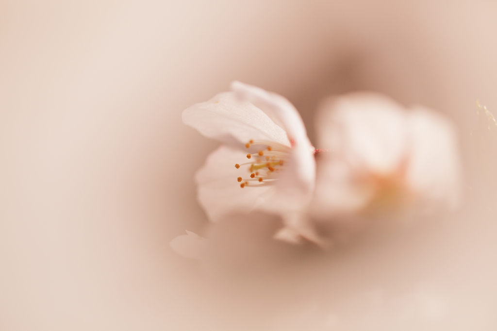 はじらい桜