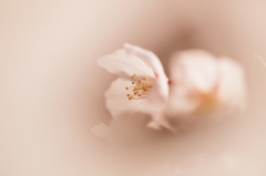はじらい桜