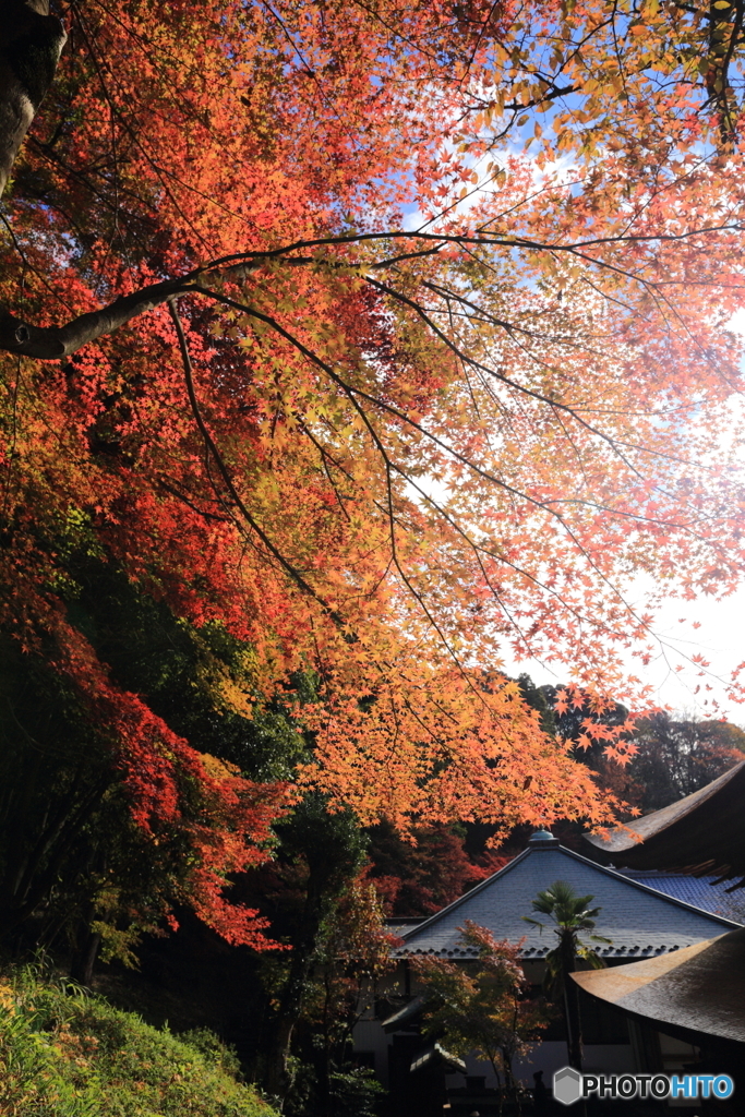 定光寺本堂と紅葉