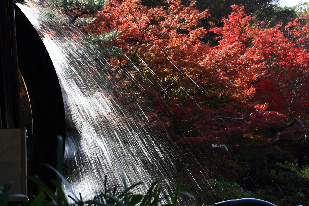 東山動植物園１　2011.11.27