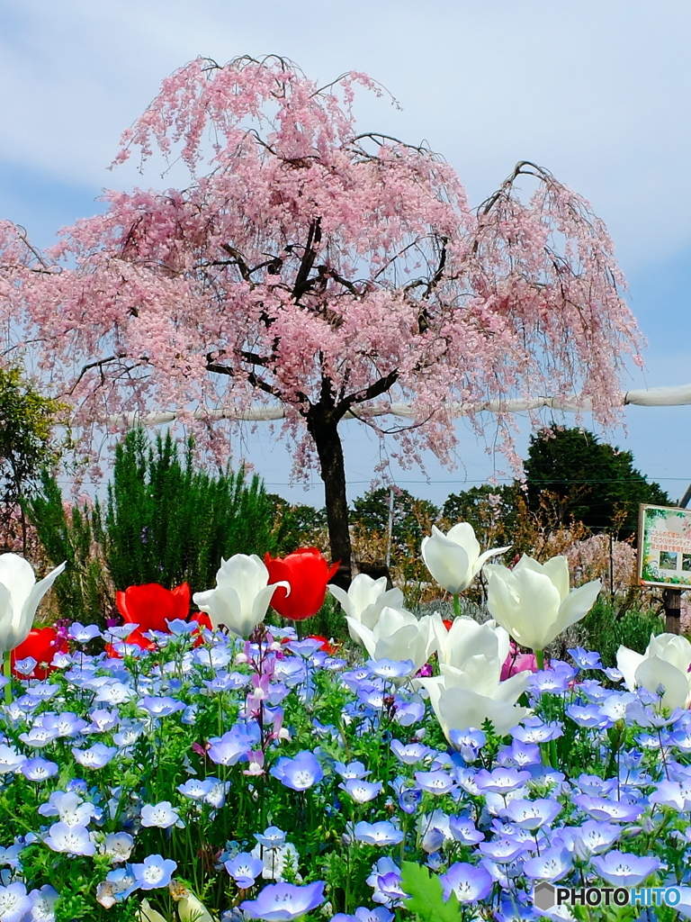 チューリップと桜が満開！