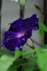 夏ですね