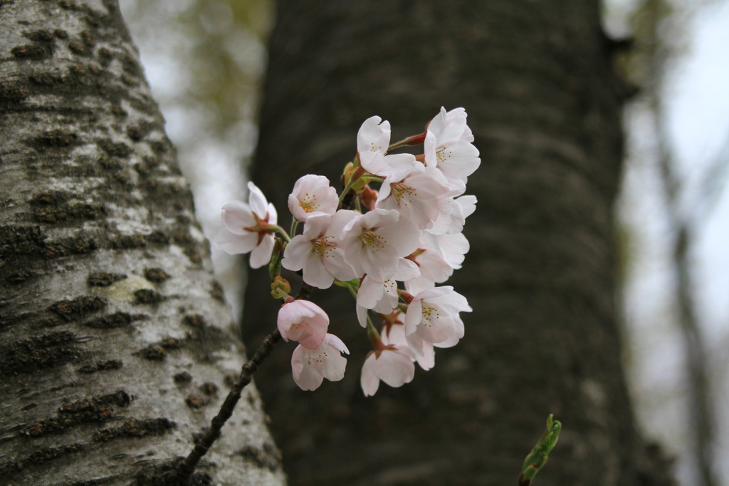 桜パート３