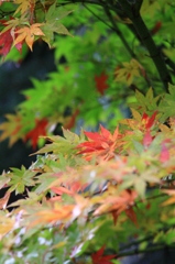 奥さん実家の紅葉