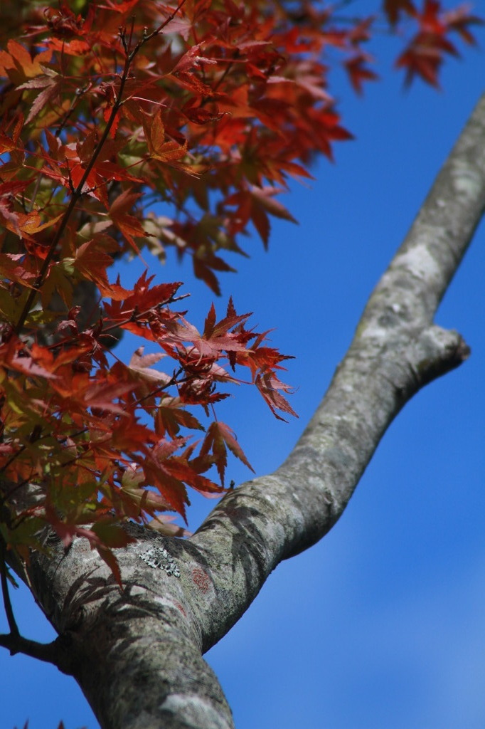 紅葉