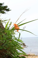 岩ゆり