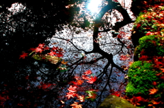 紅葉