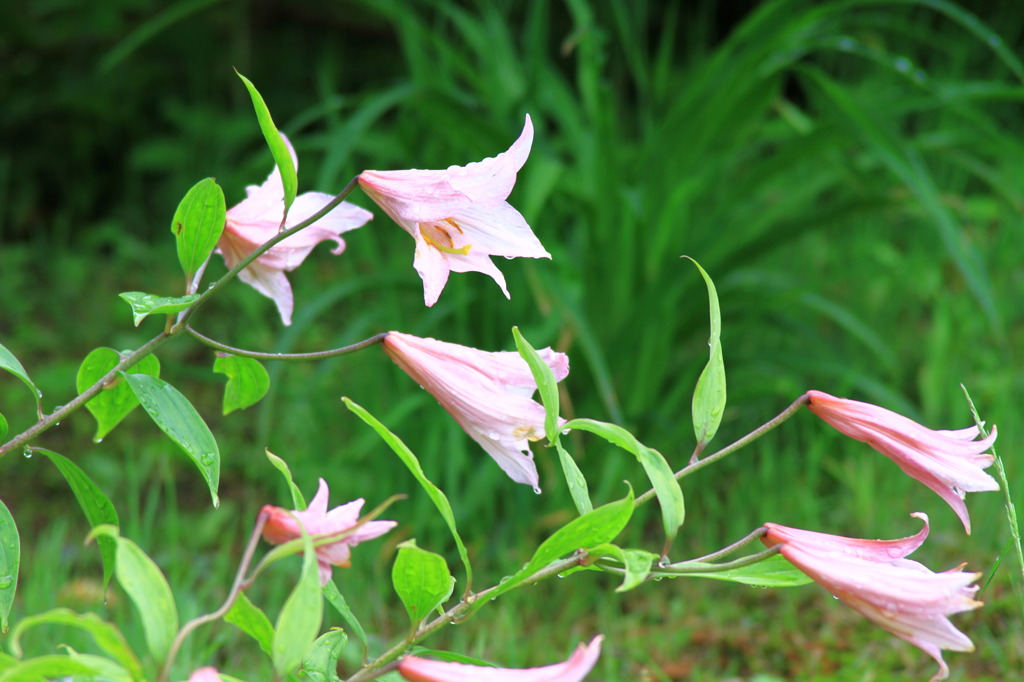 高山植物です　花の名前はわからないですけどね