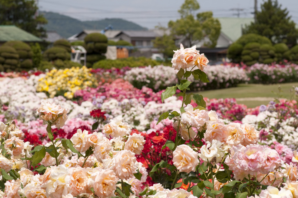 20100604005