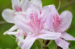 20100607004