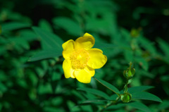 IMGP0339