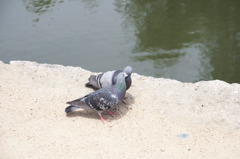 201006060005