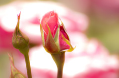 20100604003