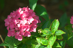 IMGP0298