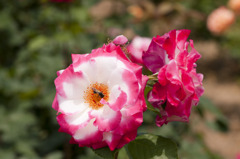 20100604001