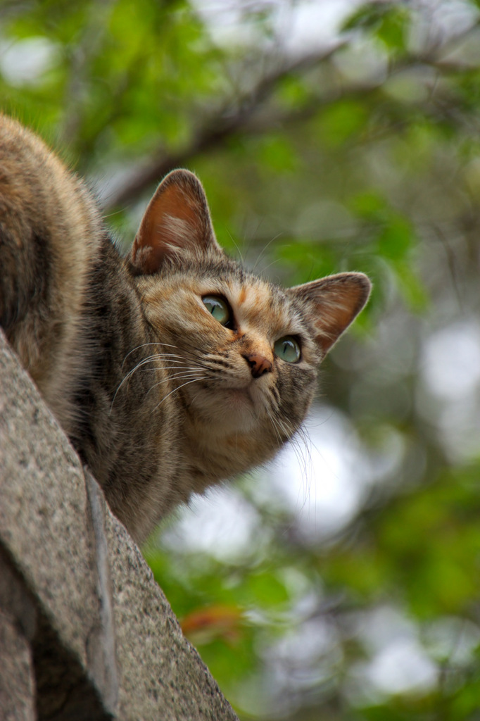 イイ目線野良猫