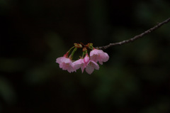 桜はひそやかに