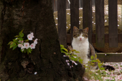 猫目線桜