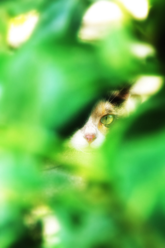 緑越し野良猫