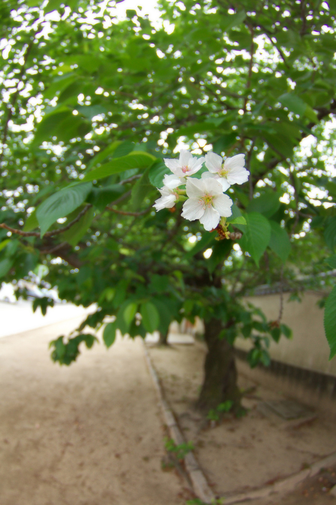 遅刻桜