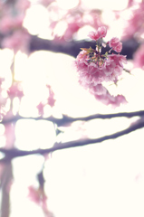 水墨桜