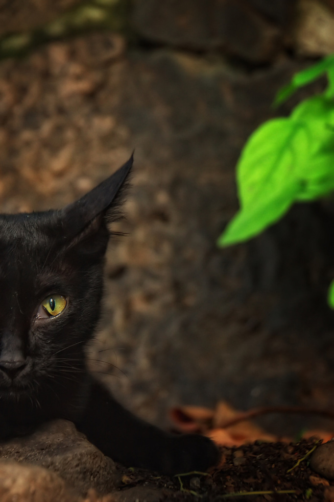 Half a Cat