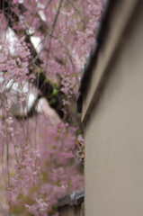 桜猫覗き