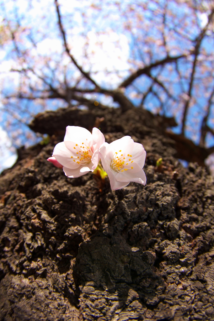 下町桜