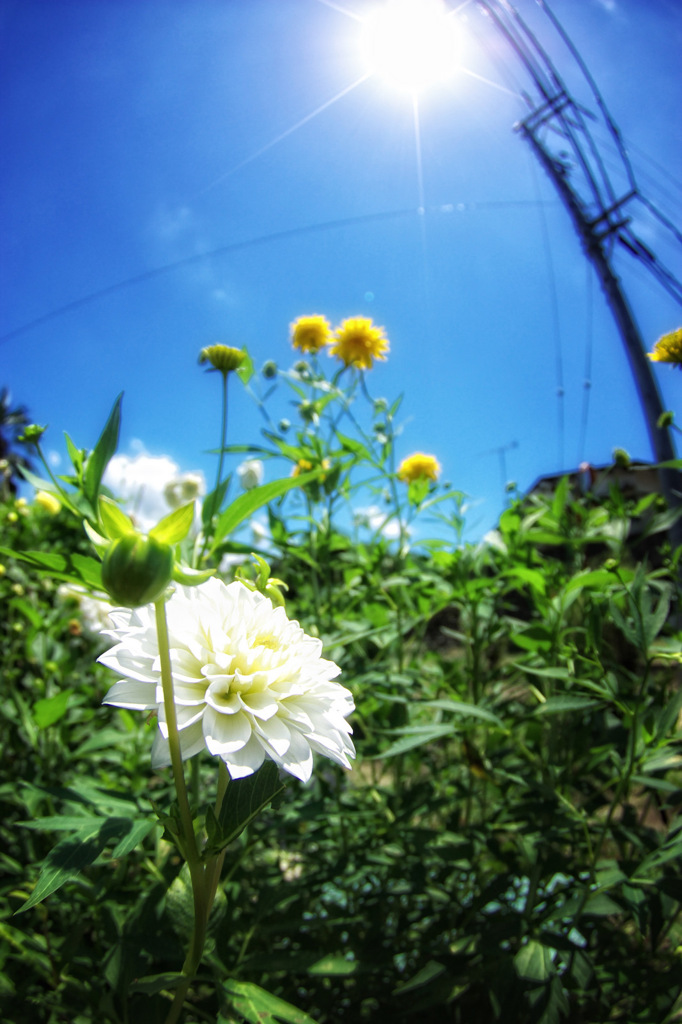 夏日に咲く