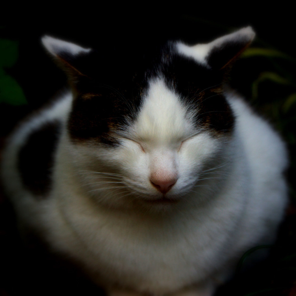 だるま猫