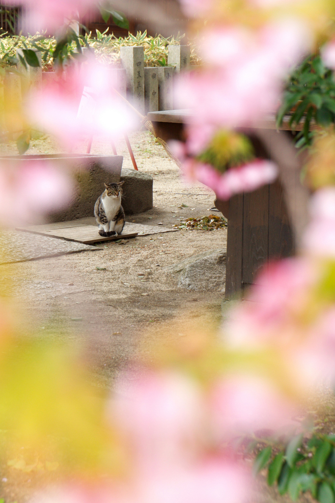 猫桜越し