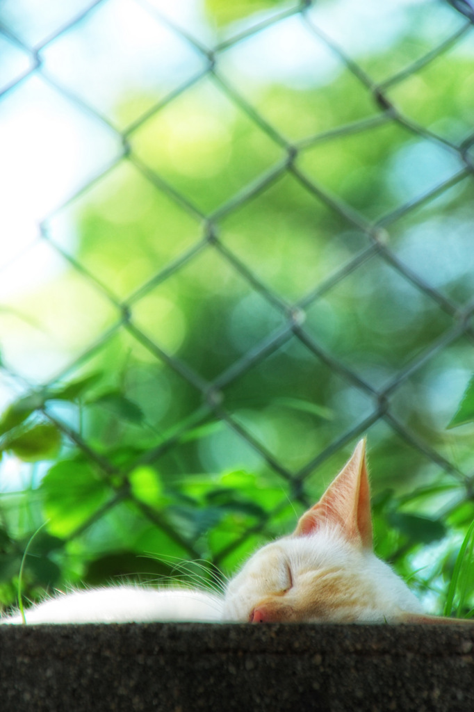 Half a Sleeping Cat
