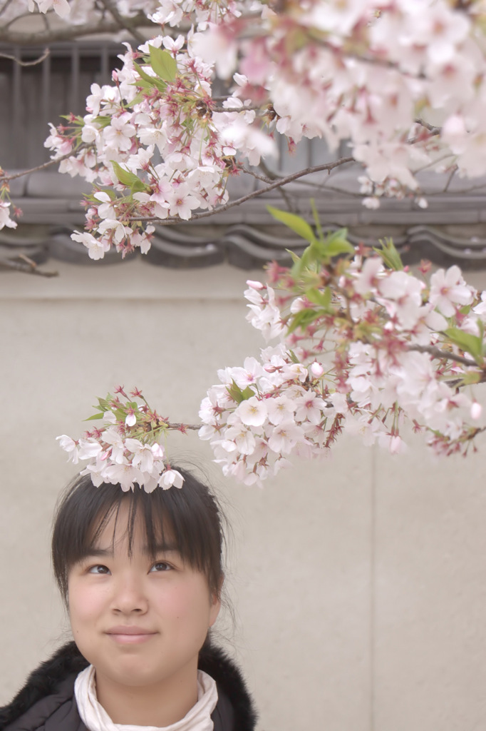 はなかんざし