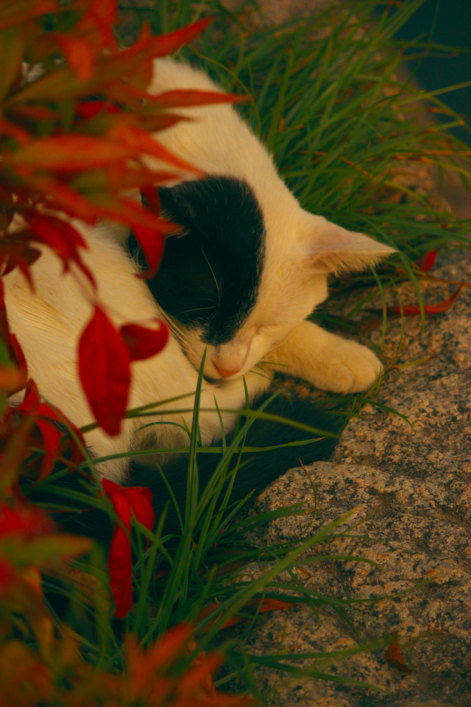 夕焼け眠り猫