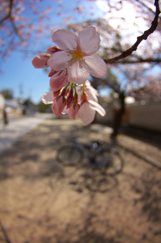 ポタリング桜