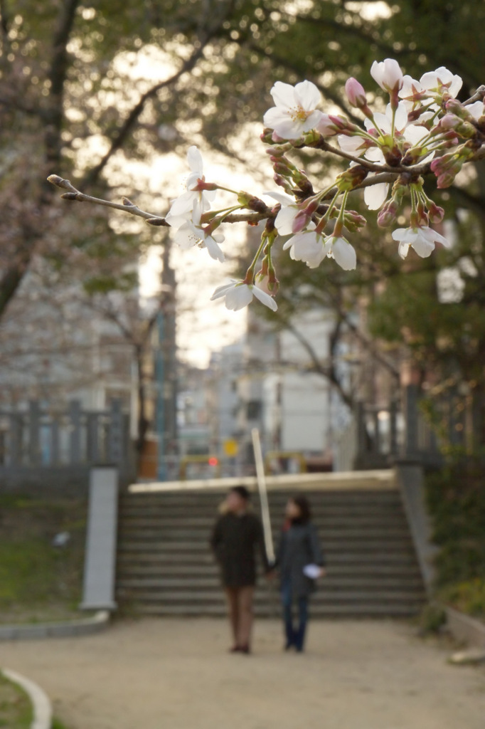 桜のふたり