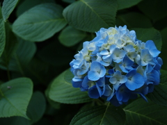 長谷寺　紫陽花