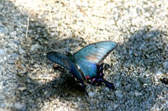 カラスアゲハ