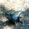 カラスアゲハ