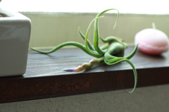 花が咲きそう！