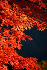寂光院の紅葉＃２
