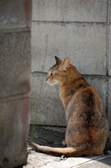 獲物？