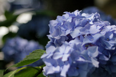 紫陽花