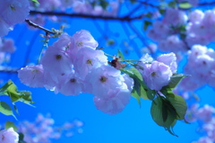 桜餅食べたい②