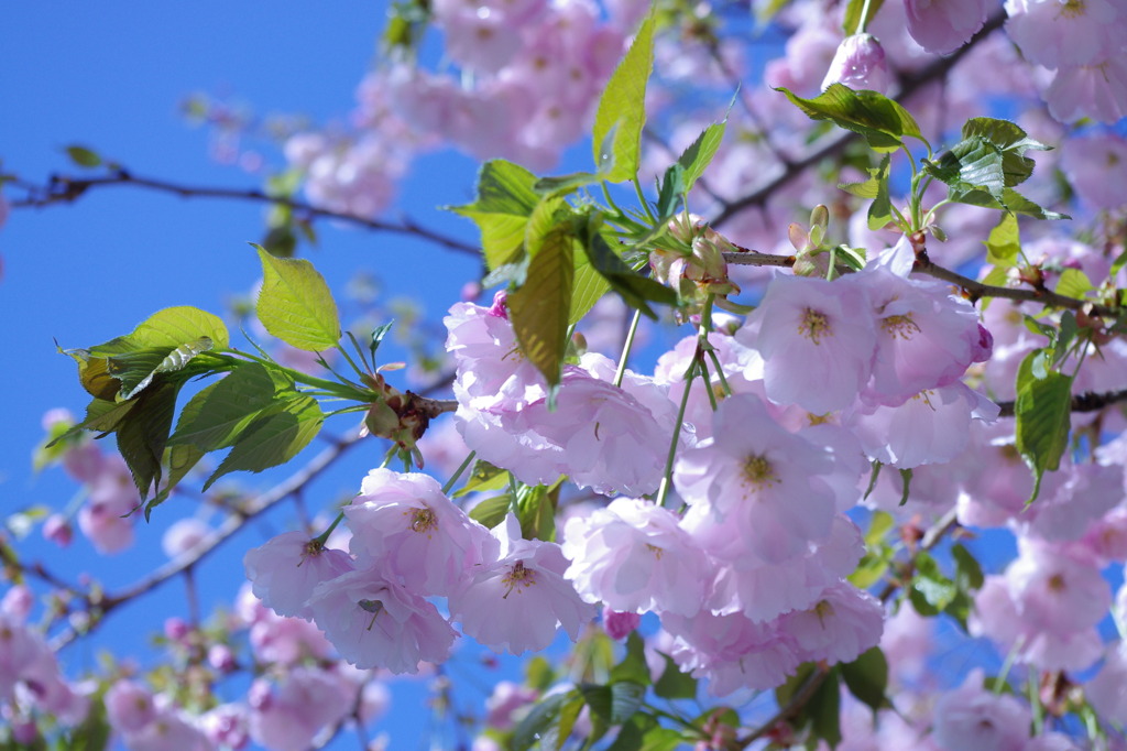 桜餅が食べたい①