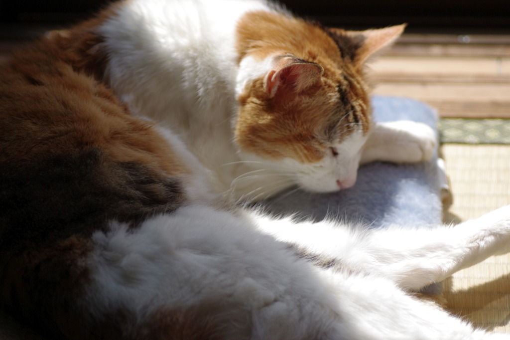 老猫のお昼寝