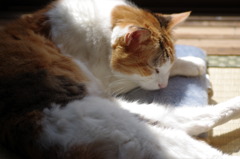 老猫のお昼寝
