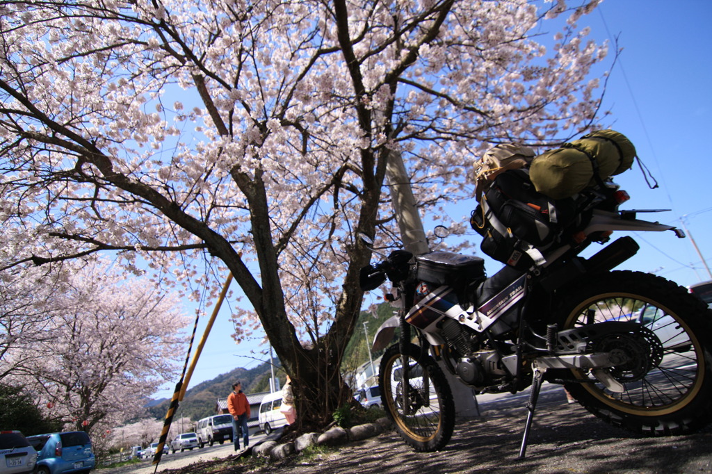 春旅路